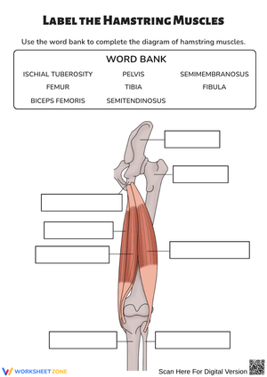 Hamstring Muscles Labeling Worksheet