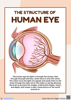 Human Eye Anatomy – Structure and Function Explained