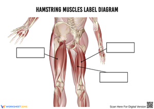 Hamstring Muscles Label Diagram Worksheet