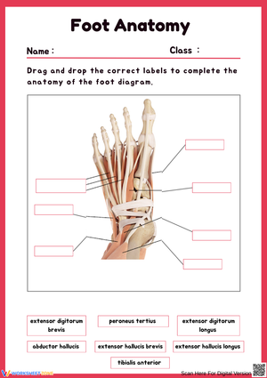 Foot Anatomy Labeling Worksheet