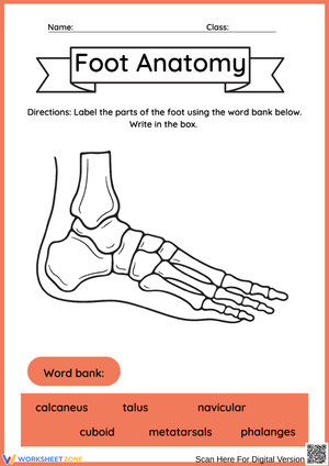 Foot Anatomy Bones Labeling Worksheet