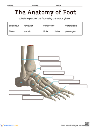 Anatomy of Foot Bones Labeling Worksheet