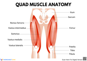 Quad Muscle Anatomy Diagram Worksheet