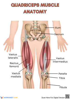 Quadriceps Muscle Anatomy Worksheet