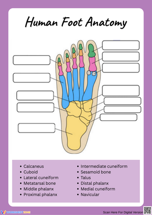 Label the Bones of the Human Foot Worksheet