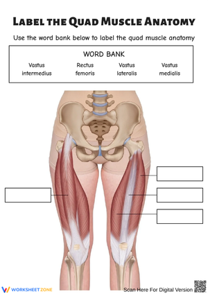 Label the Quad Muscle Anatomy Worksheet