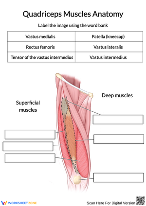 Quadriceps Muscles Anatomy Labeling Worksheet