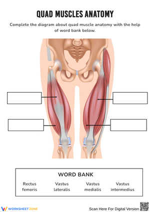 Quad Muscles Anatomy Labeling Worksheet