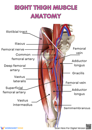 Right Thigh Muscle Anatomy Worksheet