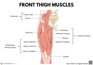 Front Thigh Muscles Anatomy Worksheet