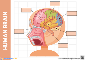 Human Brain Labeling Worksheet