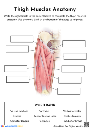 Thigh Muscles Anatomy Labeling Worksheet