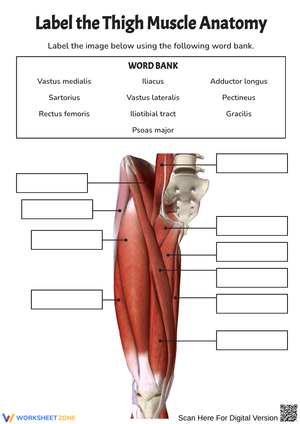 Thigh Muscle Anatomy Labeling Worksheet