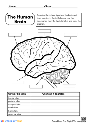 Brain Parts and Functions Worksheet