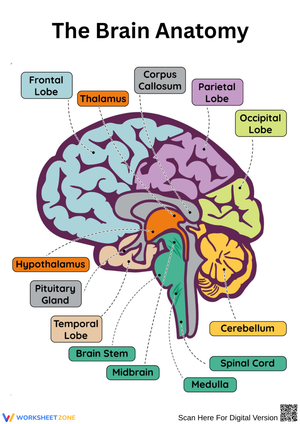 Brain Anatomy Diagram Worksheet