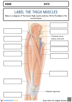 Label the Thigh Muscles Worksheet