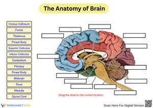 Anatomy of the Human Brain Worksheet