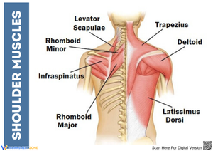 Shoulder Muscles Anatomy Worksheet