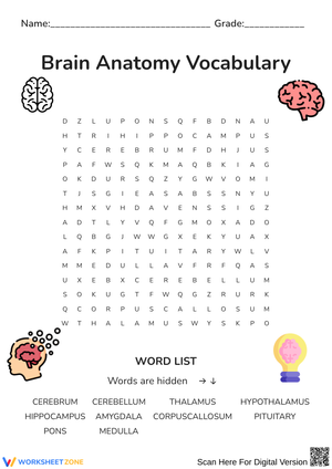 Brain Anatomy Vocabulary Word Search