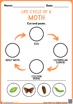 Life Cycle of a Moth Cut and Paste Worksheet