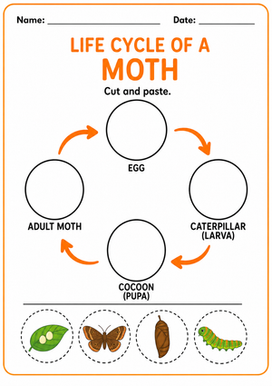 Moth Life Cycle Worksheet — Printable Grade 1-5 Science