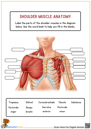 Label the Shoulder Muscles Worksheet – Anatomy Practice