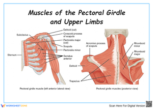Pectoral Girdle Muscle Anatomy Diagram