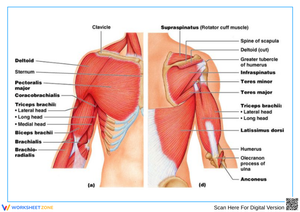 Upper Arm and Shoulder Muscle Anatomy Diagram