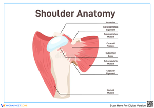 Shoulder Anatomy – Muscles, Ligaments & Bones