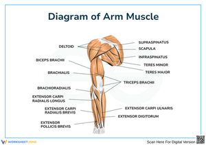 Diagram of Arm Muscles with Labels