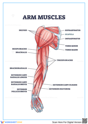 Human Arm Muscle Labeling Worksheet