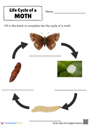 Life Cycle of a Moth Fill-in-the-Blanks Worksheet