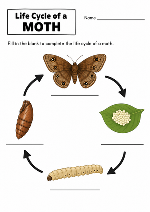 Printable Moth Life Cycle Worksheet | Grade 3 Science