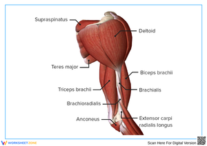 Arm Muscles Diagram Worksheet