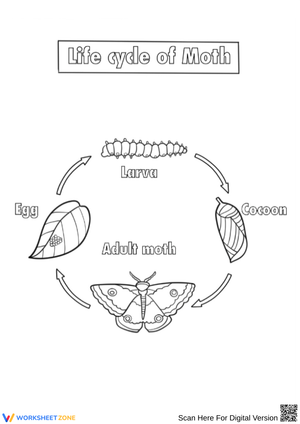 Moth Life Cycle Coloring Worksheet