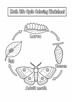 Moth Life Cycle Coloring Worksheet | Essential Science