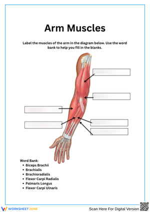 Arm Muscle Diagram Labeling Worksheet