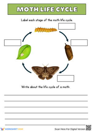 Moth Life Cycle Labeling and Writing Worksheet