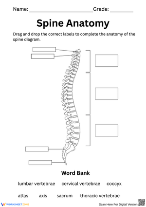 Spine Anatomy Labeling Worksheet