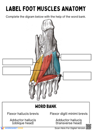 Foot Muscles Anatomy Labeling Worksheet