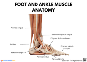 Foot and Ankle Muscle Anatomy Worksheet
