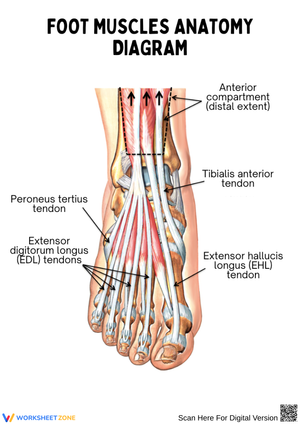 Foot Muscles Diagram for Labeling Practice Worksheet