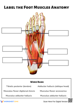 Foot Muscles Anatomy Labeling Worksheet