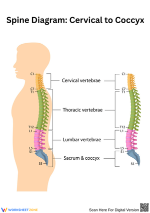 Spine Diagram from Cervical to Coccyx