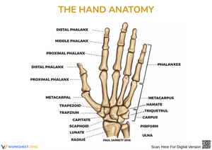 Hand Anatomy Labeling Worksheet