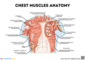 Chest Muscle Anatomy Diagram Worksheet