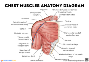 Chest Muscles Anatomy Diagram for Students