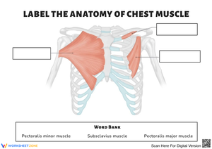 Chest Muscle Anatomy Labeling Diagram Worksheet