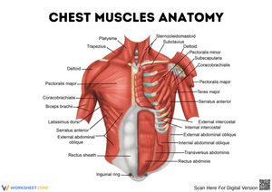 Chest Muscles Anatomy Diagram Worksheet