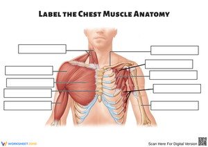 Label the Chest Muscle Anatomy Worksheet